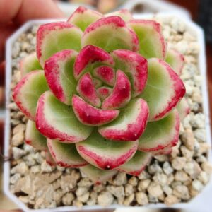 Echeveria 'Kiss Mark'