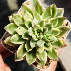 Echeveria Green Gem variegata