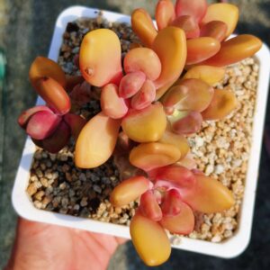 Pachyphytum KK