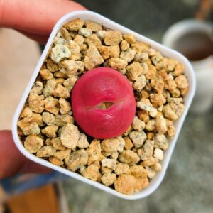 Conophytum Maughanii