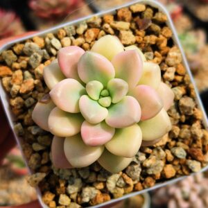 Graptosedum Ellen variegata
