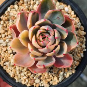 Echeveria Hera variegata