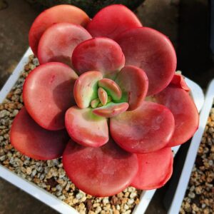 Echeveria Red Cream Tea L