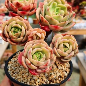 Echeveria Blue Heron vieux tronc cluster