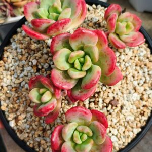 Echeveria Tibet cluster