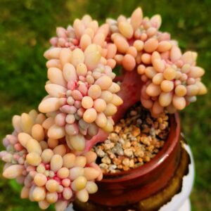 Pachyphytum Rice Ball cristata