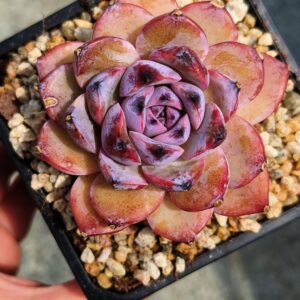 Echeveria Secret of the Sea