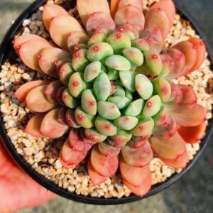 xPachyveria Patek L