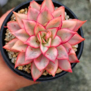 Echeveria Moon Goddess Variegata Blanc M