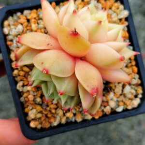 Echeveria Lake Baikal super variegata double tête (rare)