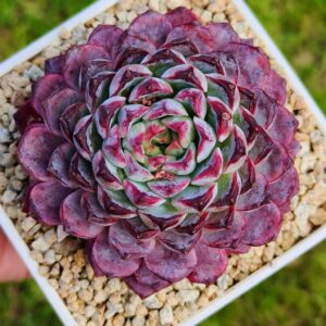 Echeveria Purple Sunflower