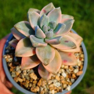 Graptoveria Victor Kane variegata