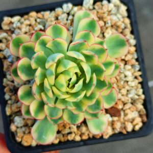 Echeveria Dreamy Rose variegata avec bébés