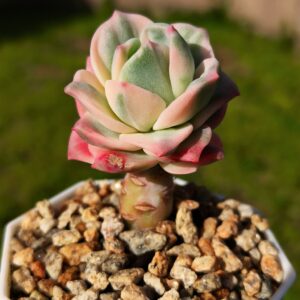 xGraptoveria Rainbow Rose variagata S