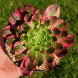 Aeonium Straight Flush B