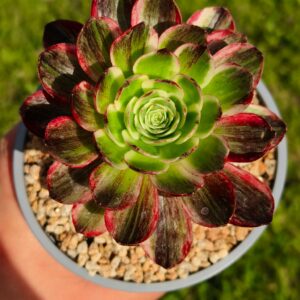 Aeonium Straight Flush A