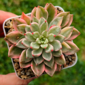 Echeveria Green Gem variegata