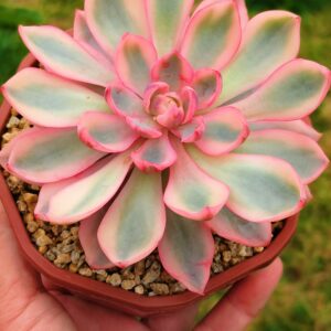 Echeveria Hera variegata