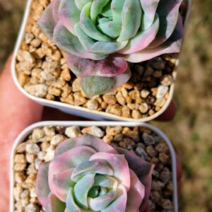 Graptoveria Lovely Rose Rainbow variagata S