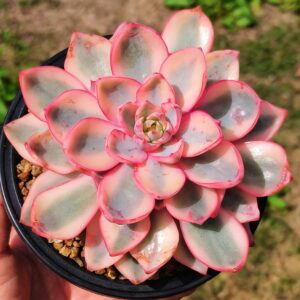 Echeveria Hera variegata