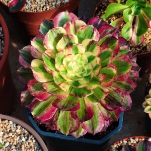 Aeonium Straight Flush