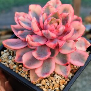 Echeveria Hera variegata