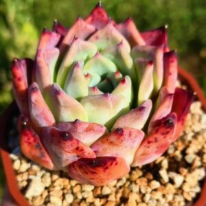 Echeveria Red Colorata