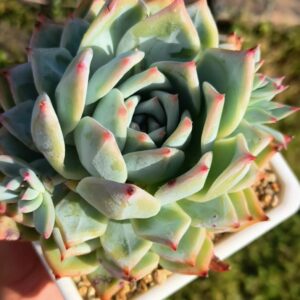 Echeveria Purple Colorata avec ses bébés