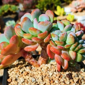 Echeveria Coral Orange cristata cluster vieux tronc