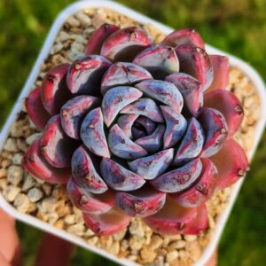 Echeveria Little Fox