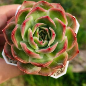Echeveria Shrimp Dumpling
