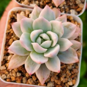 Echeveria Bluebird variegata