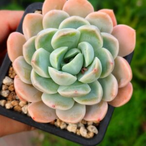 Echeveria Blush Jade