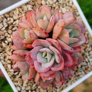 Echeveria Brinks Blue cluster