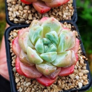Echeveria Candy Heart Dream