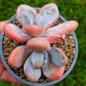 Graptoveria Pink Bunny double tête