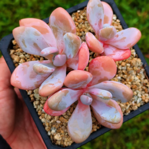 Graptoveria Pink Bunny cluster