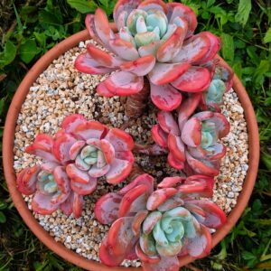 Echeveria Coral Orange cluster vieux tronc
