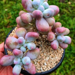 Pachyphytum Mike cluster