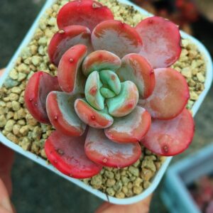 Echeveria Coral Orange