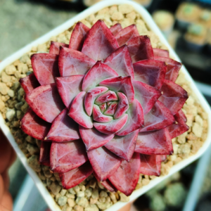 Echeveria Ripple Lake