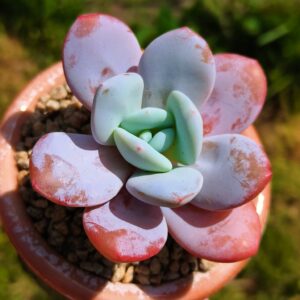 Echeveria Himalayas
