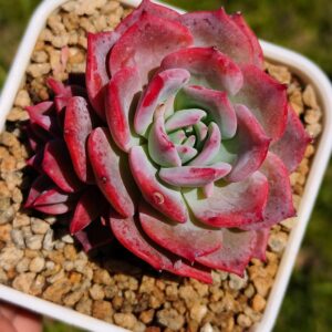 Echeveria Fairy Flavor Cluster