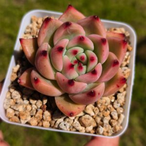 Echeveria Bloody Maca S