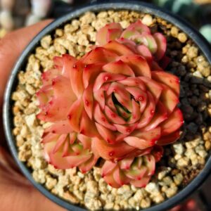 Echeveria Moon Hook Cluster