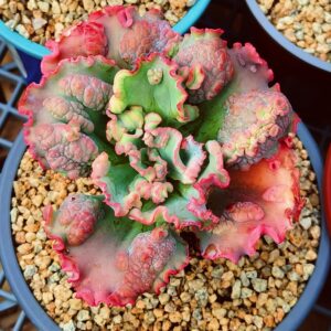 Echeveria Quasimodo