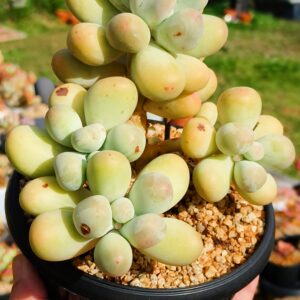 Pachyphytum Mike cluster