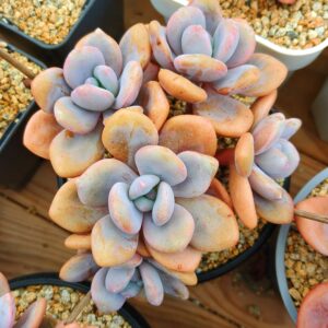 Graptoveria Pink Bunny cluster