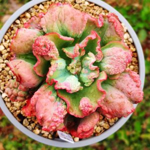 Echeveria Quasimodo