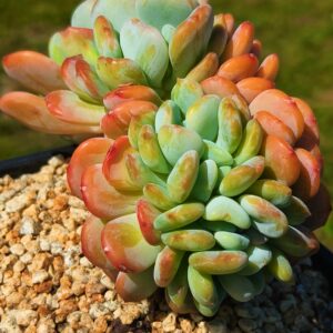 Echeveria Coral Orange cristata cluster vieux tronc